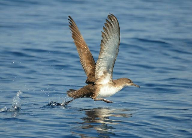 BirdLife Europe & Central Asia - Пресс-релиз 24 октября г