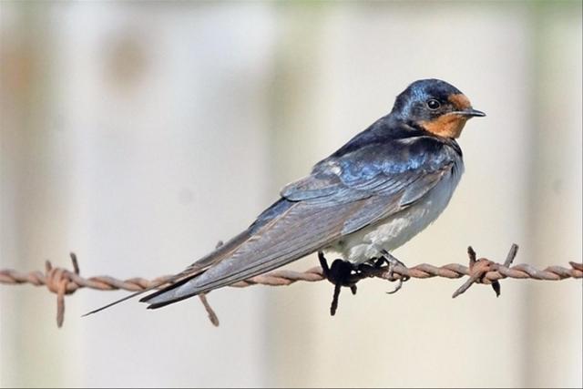(Птица) Жизнь сквозь призму: EuroBirdwatch