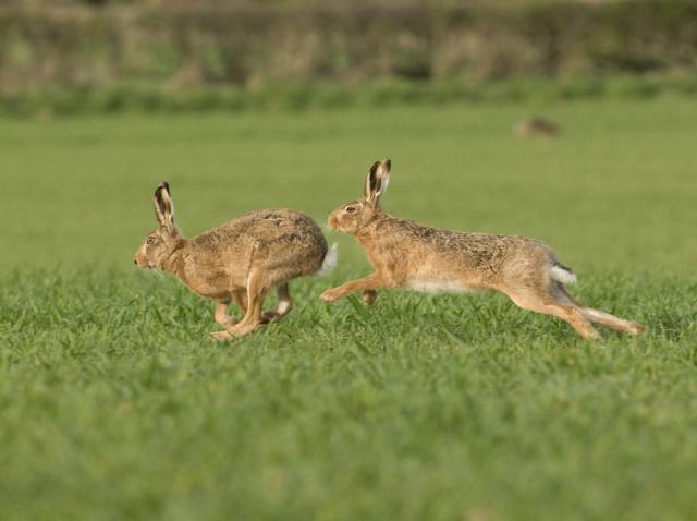 По два кобеля на каждую самку: Альбатрос-антипод в период размножения