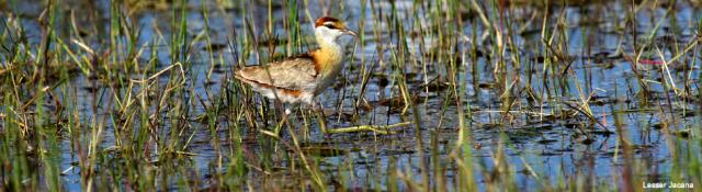 BirdLife Зимбабве стала чемпионами по журавлям