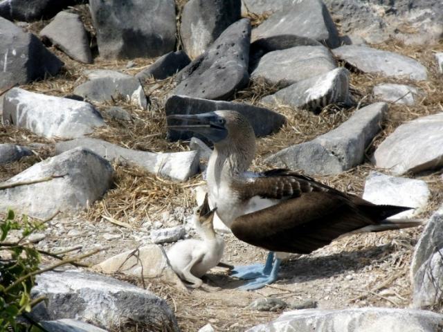 Пресс-релиз BirdLife в Европе и Центральной Азии - 20 марта г