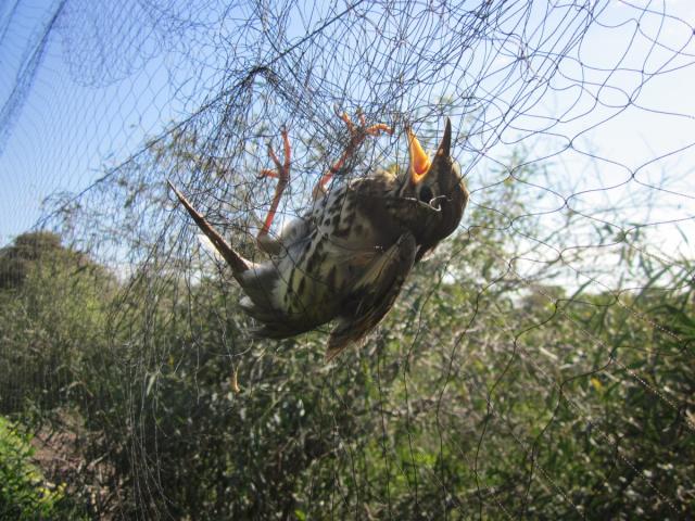 Пресс-релиз BirdLife в Европе и Центральной Азии - 21 марта г