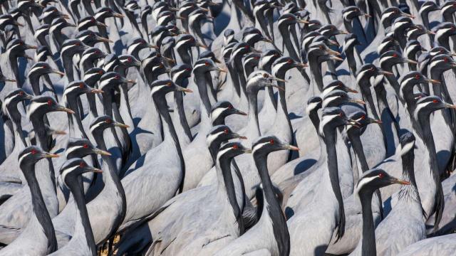 Masangoni Birdlife Group бережно хранит местные леса