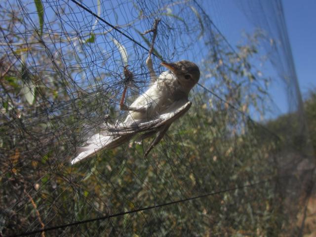Пресс-релиз BirdLife в Европе и Центральной Азии - 1 июня г
