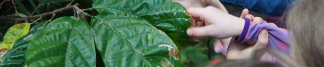 Ешьте шоколад, спасите тропический лес - проект Gola Cocoa Project расскажет вам, как