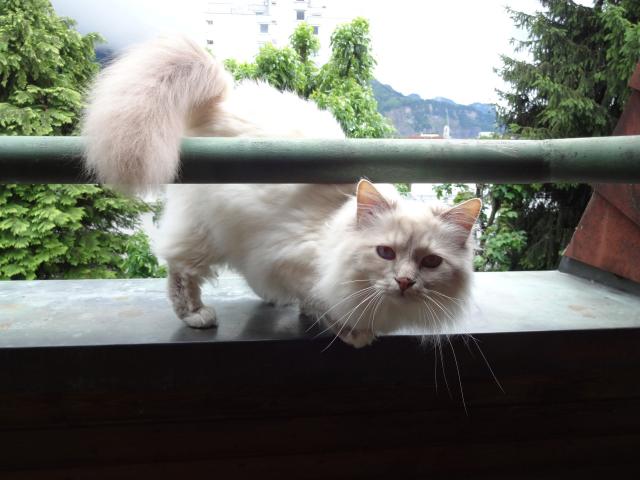 Восстать из мертвых? История голубоглазого наземного голубя