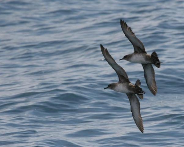 BirdLife и HeidelbergCement возобновляют партнерство