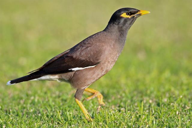 BirdLife получила награду за сохранение природы в Африке