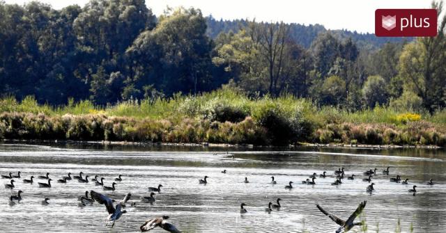 SaveSalina - Птичий рай в опасности