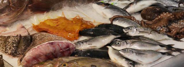 Схема сертификации морепродуктов должна активизировать меры по борьбе с приловом