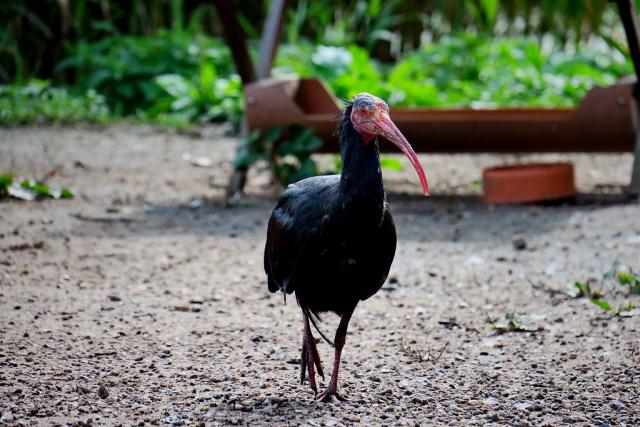 Красный список: северный лысый ибис, возвращение розового голубя