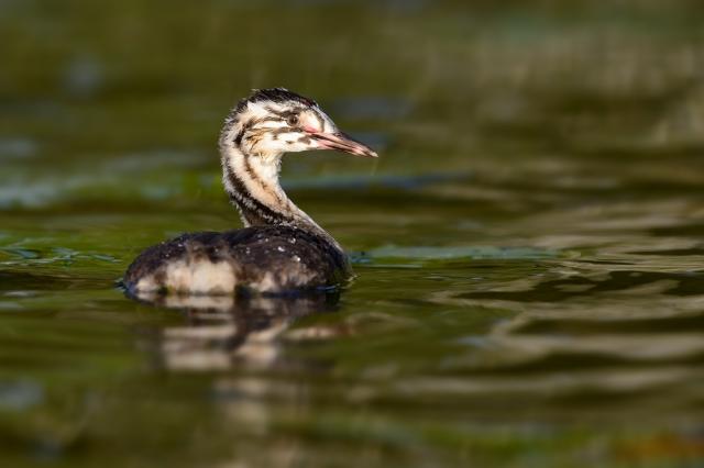 EuroBirdPortal - новый способ следить за птицами в Европе в режиме реального времени