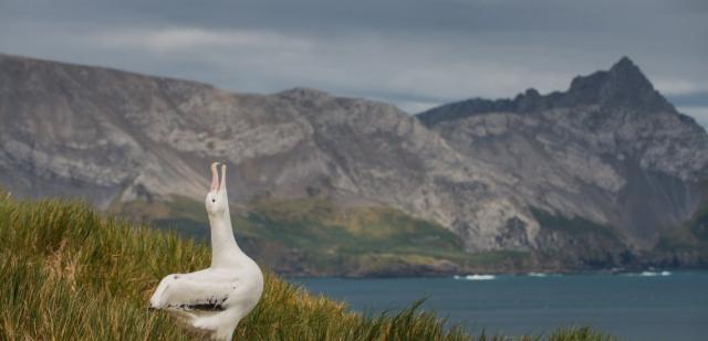 AlbatrossStories: За объективом с фотографом-экстремалом Дерреном Фоксом