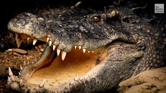 Спасение морских птиц и черепах, умирающих от рыбной ловли в Западной Африке
