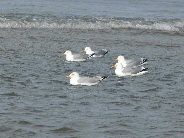 Защита биоразнообразия при разработке шельфовых нефтегазовых месторождений Западной Африки