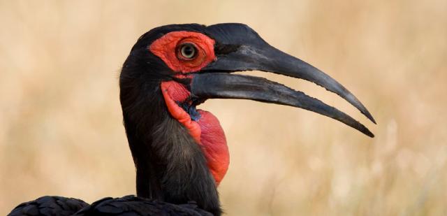 BirdLife Africa в новостях
