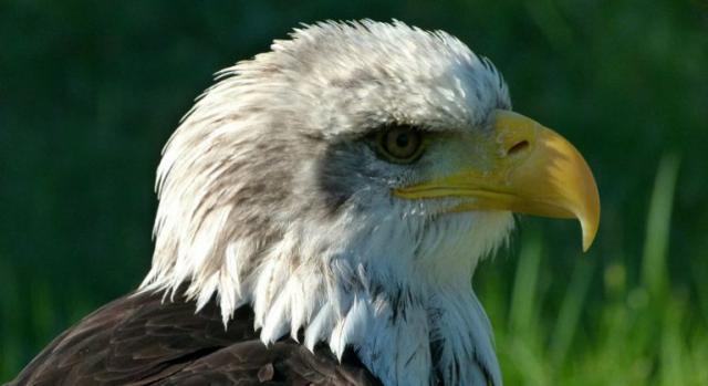 Позиционный документ BirdLife: Правила ЕС по контролю за рыболовством для защиты морской среды