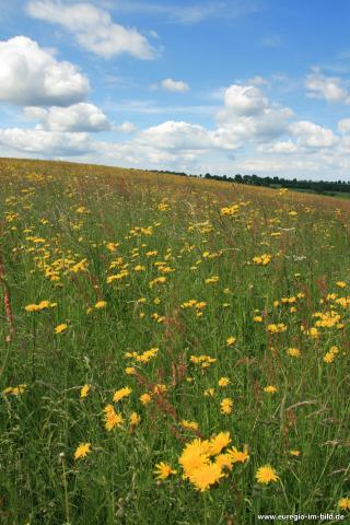 Что такое луга?