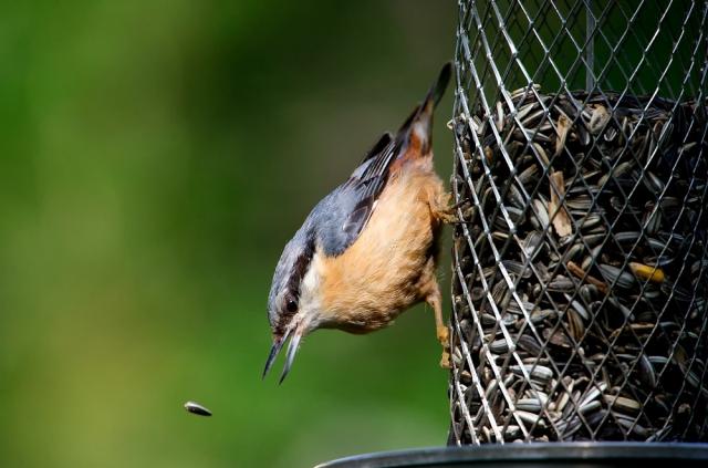 Global Bird Weekend: как вы можете помочь птицам, заметив их