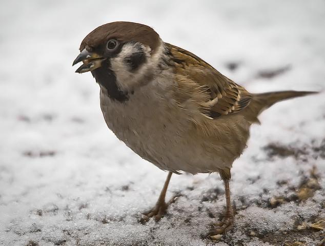 Пухлые воробьи зимой